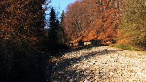 Forest autumn Video stock 122338035