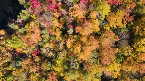 A Forest in Autumn Stock Footage 134479847