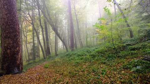Forest in Autumn 스톡 동영상 143240523