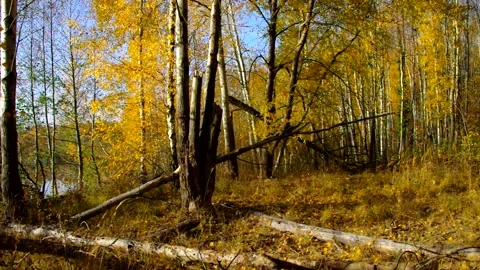 A forest in autumn Stock Footage 159659319