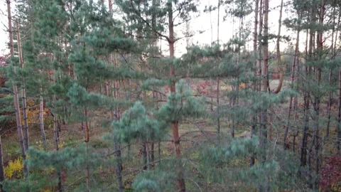 Forest in autumn. Stock Footage 163844615