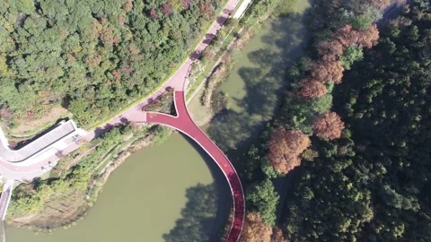 Forest in autumn Stock Footage 165758182