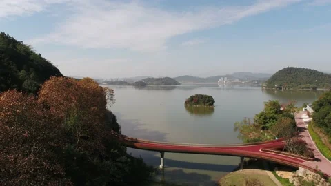 Forest in autumn Stock Footage 165758194