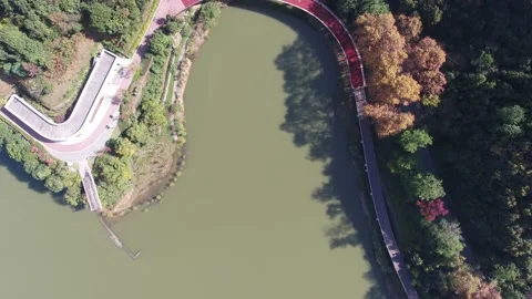 Forest in autumn Stock Footage 165758350