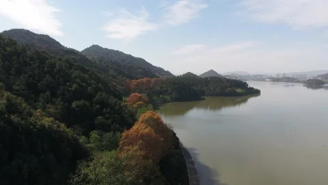 Forest in autumn Stock Footage 165758527