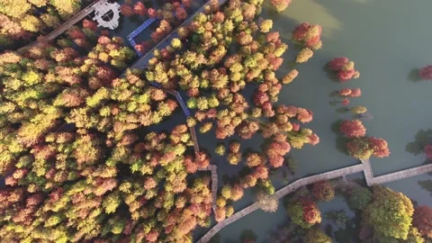 Forest in autumn Stock Footage 165758656