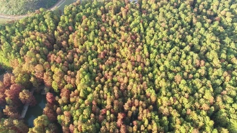 Forest in autumn Stock Footage 165758664