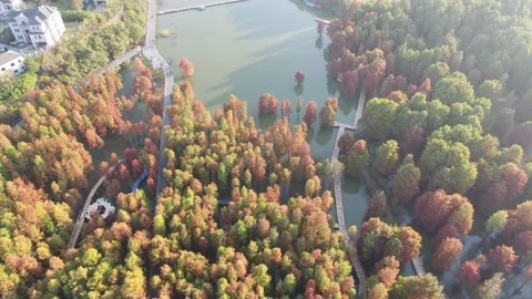 Forest in autumn Stock Footage 165758780