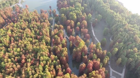 Forest in autumn Stock Footage 165758879