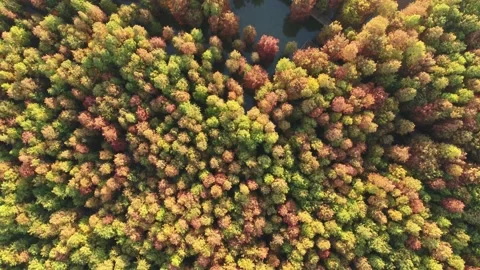 Forest in autumn Stock Footage 165759078