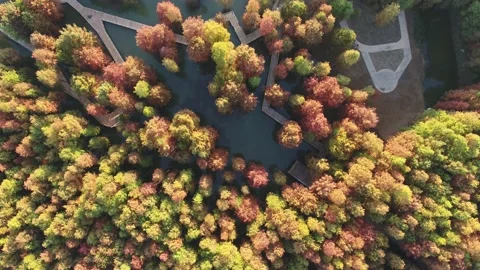 Forest in autumn Stock Footage 165759083