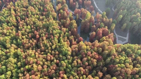 Forest in autumn Stock Footage 165816156