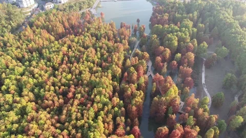 Forest in autumn Video stock 165816161