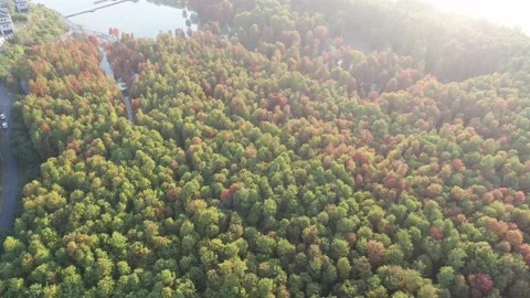 Forest in autumn Stock Footage 165816329