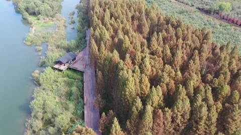 Forest in autumn Stock Footage 165816622