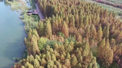 Forest in autumn Stock Footage 165816640