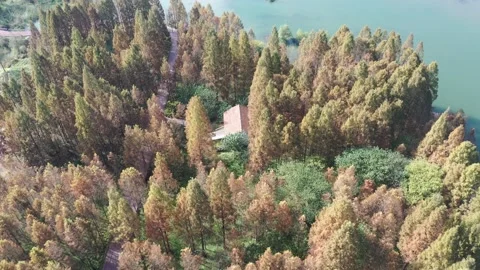 Forest in autumn Stock Footage 165816647