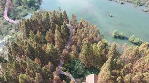 Forest in autumn Stock Footage 165816725