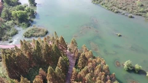 Forest in autumn Stock Footage 165816961