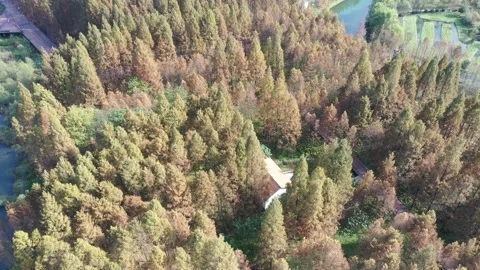 Forest in autumn Stock Footage 165817006