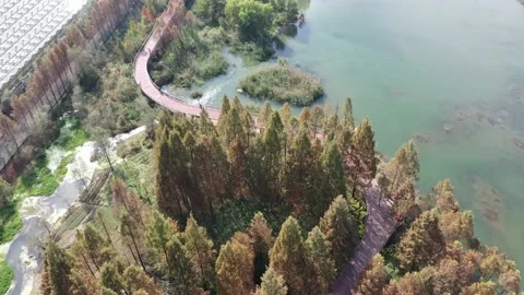 Forest in autumn Stock Footage 165817502