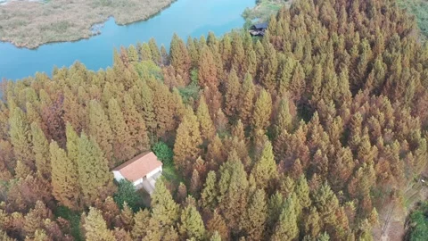 Forest in autumn Stock Footage 165821649