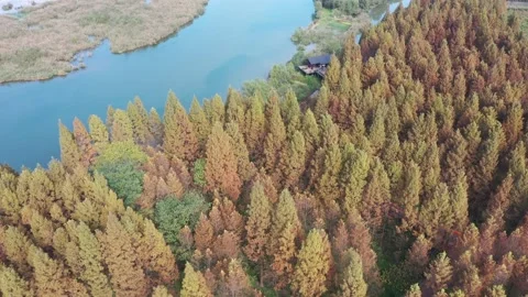 Forest in autumn Stock Footage 165821743