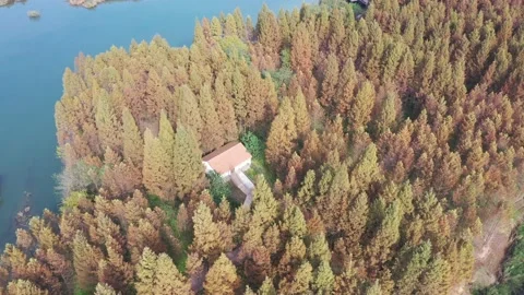 Forest in autumn Stock Footage 165821833