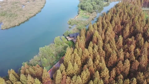 Forest in autumn Stock Footage 165821980