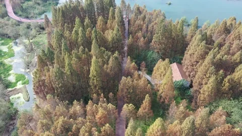 Forest in autumn Stock Footage 165822109