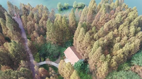 Forest in autumn Stock Footage 165822217