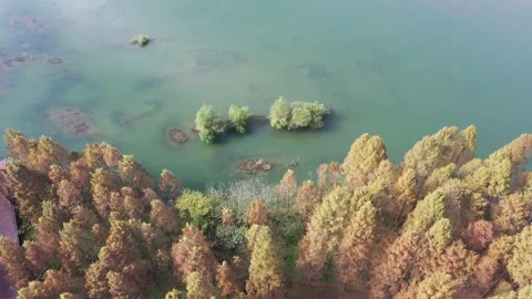 Forest in autumn Stock Footage 165822286