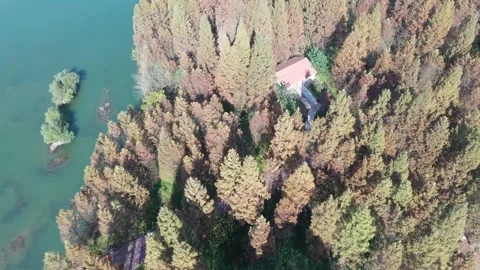 Forest in autumn Stock Footage 165823168