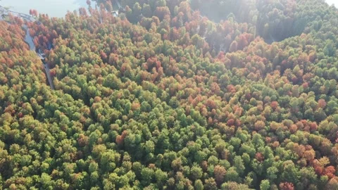 Forest in autumn Stock Footage 165823384