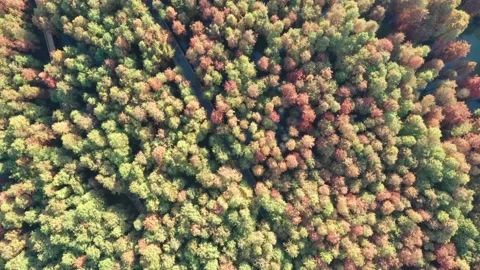 Forest in autumn Stock Footage 165823461