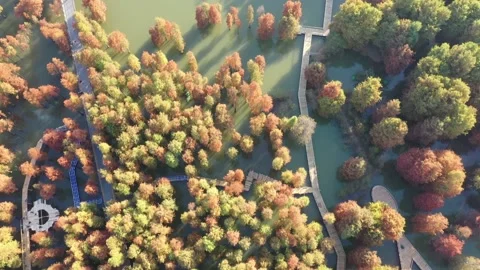 Forest in autumn Stock Footage 165823624