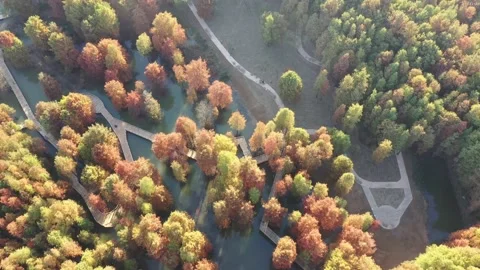 Forest in autumn Stock Footage 165823856