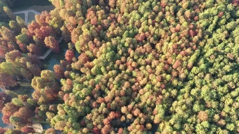Forest in autumn Stock Footage 165823859