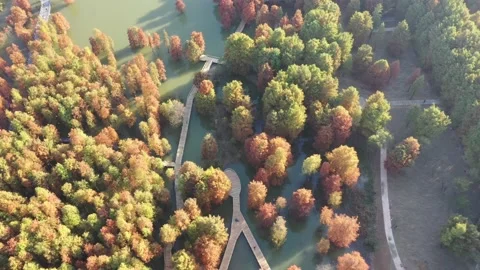 Forest in autumn Stock Footage 165823873