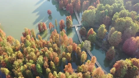 Forest in autumn Stock Footage 165824298