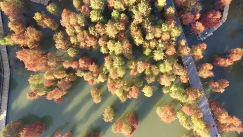 Forest in autumn Stock Footage 165824323