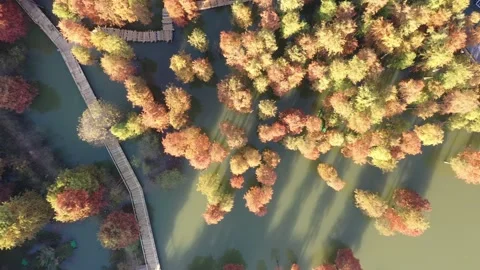 Forest in autumn Stock Footage 165824331