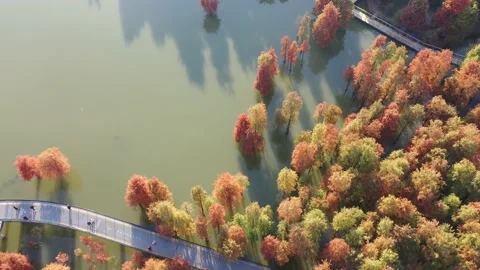 Forest in autumn Stock Footage 165824334