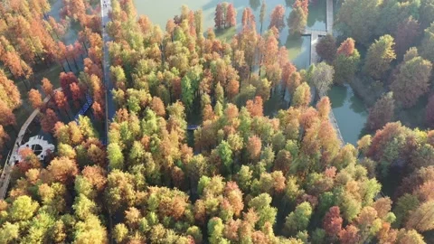 Forest in autumn Stock Footage 165824623