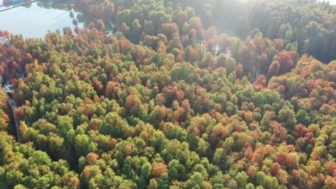 Forest in autumn Stock Footage 165824887