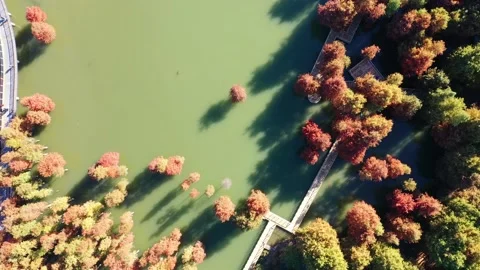 Forest in autumn Stock Footage 165868747