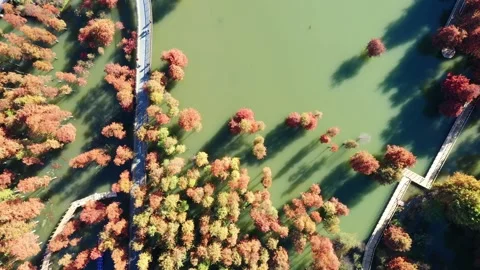 Forest in autumn Video stock 165868748