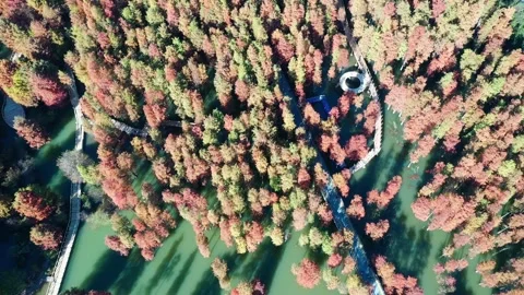 Forest in autumn Stock Footage 165868979