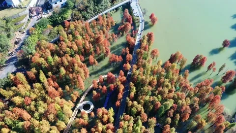 Forest in autumn Stock Footage 165869064