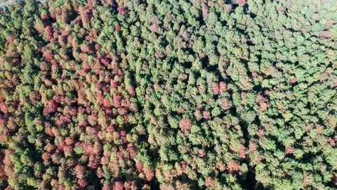 Forest in autumn Stock Footage 165869230